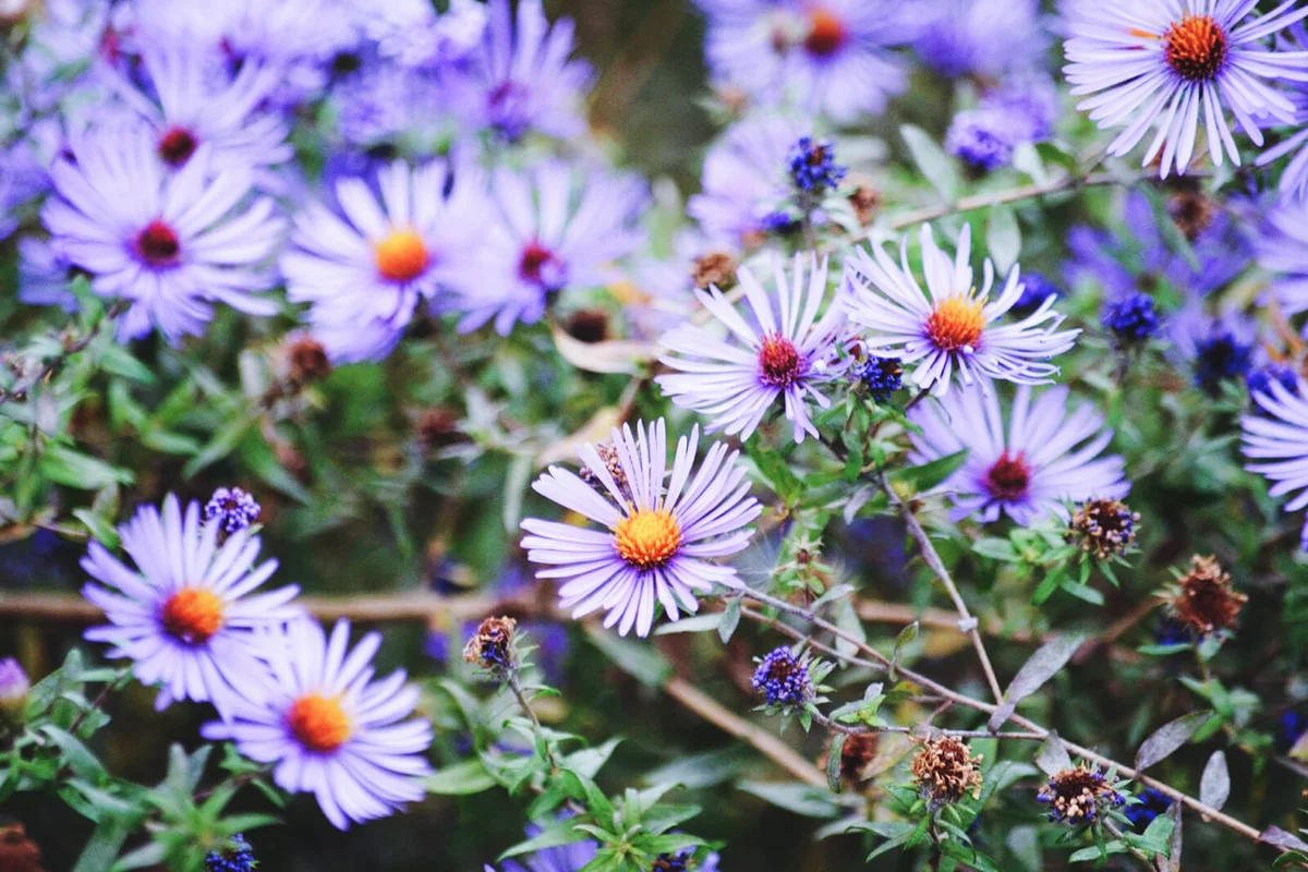 Aster Blooming In Park