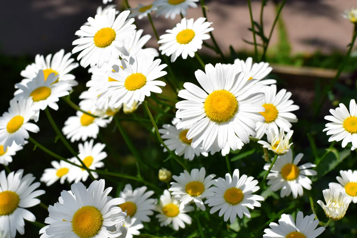 White garden chamomiles on the flower bed