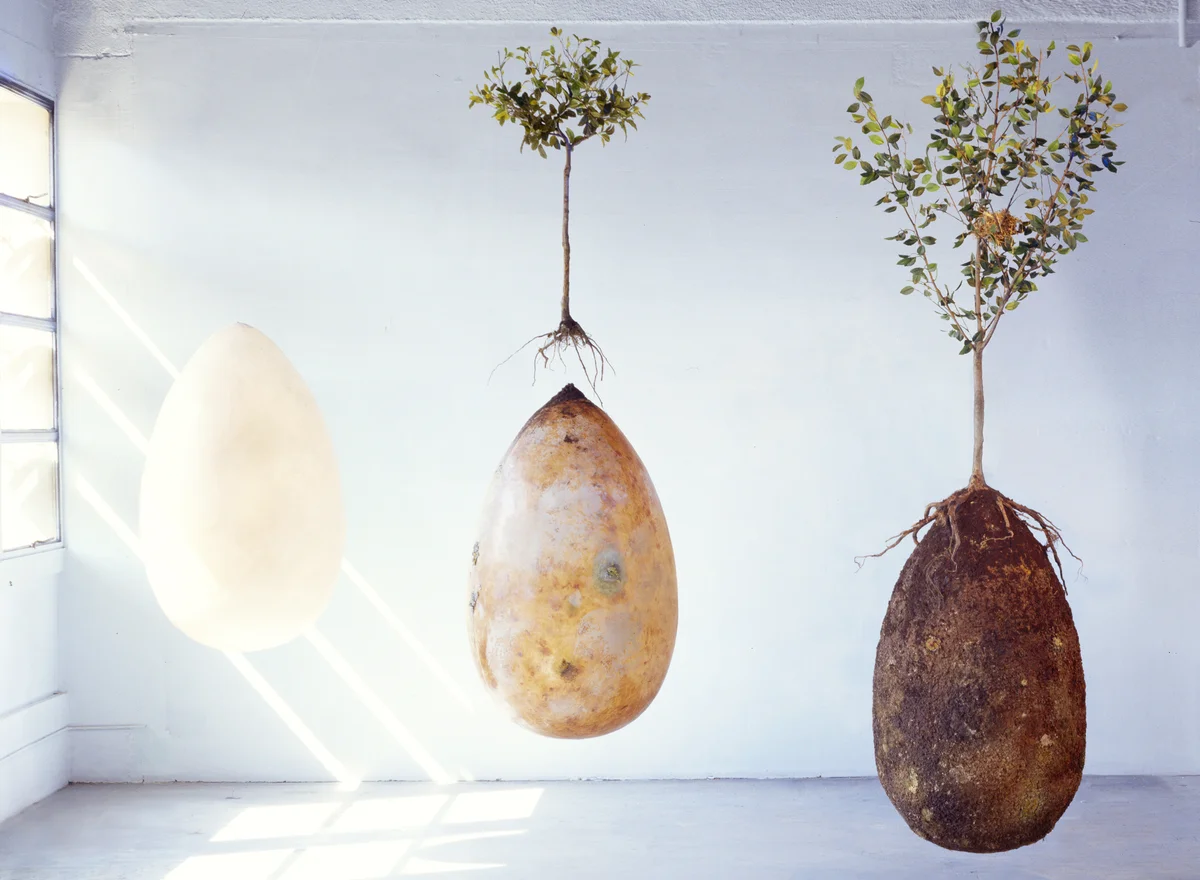 Life cycle of a biodegradable capsulamundi