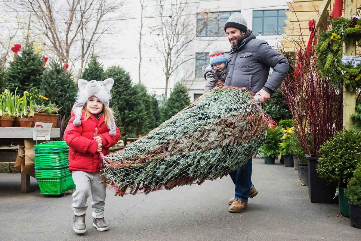father and daughter carrying wrapped Christmas tree