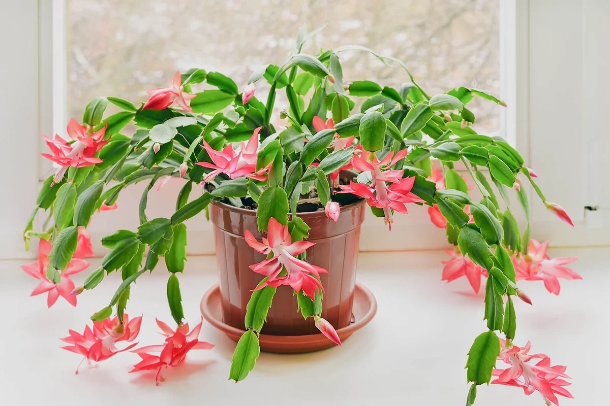 Christmas cactus (Schlumbergera) in pot