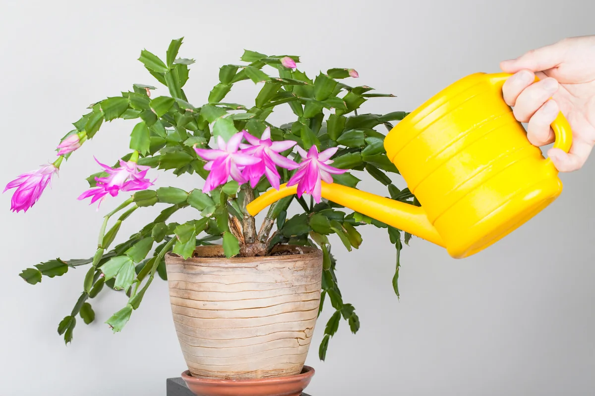 Watering a Christmas cactus plant