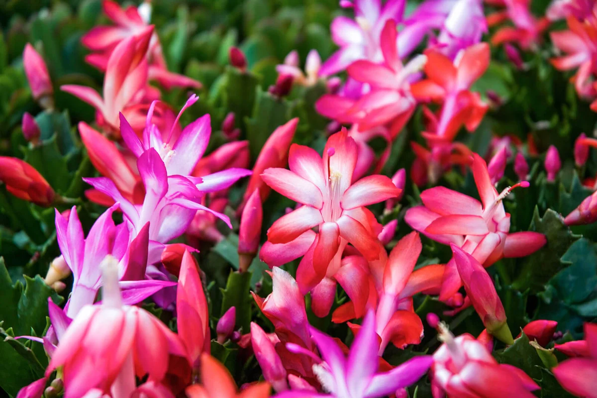 A table full of Christmas cactus in bloom