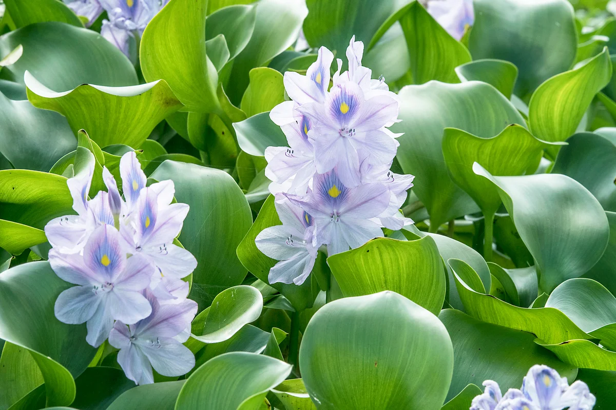 Light purple water hyacinth flower