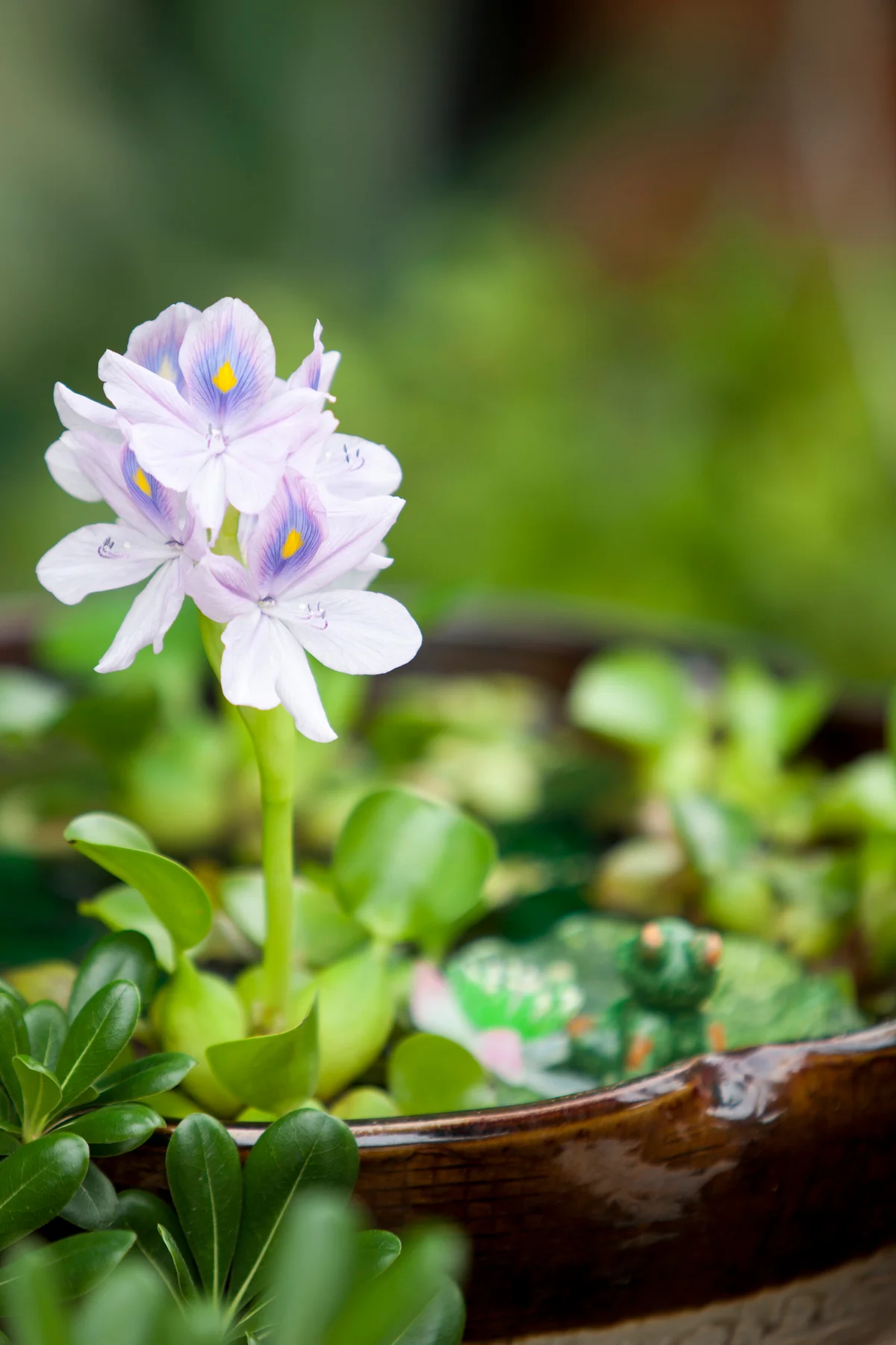 Water hyacinth in pot