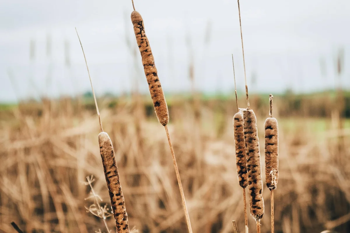 Close-Up Of Stalks In Field Against Sky