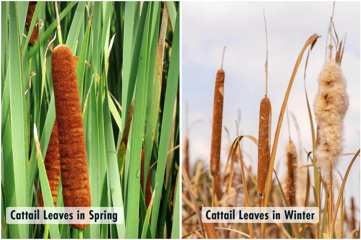 Cattail Leaves in different seasons