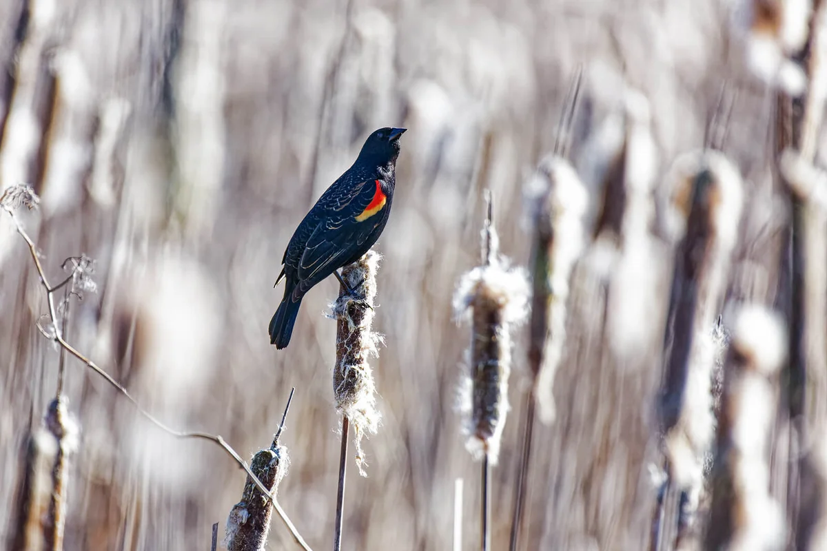 A red winged blackbird perched on a cattail plant