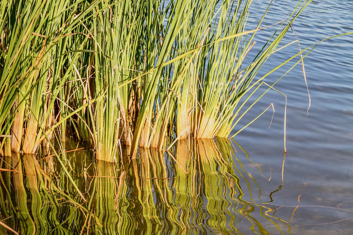Reeds in the lake