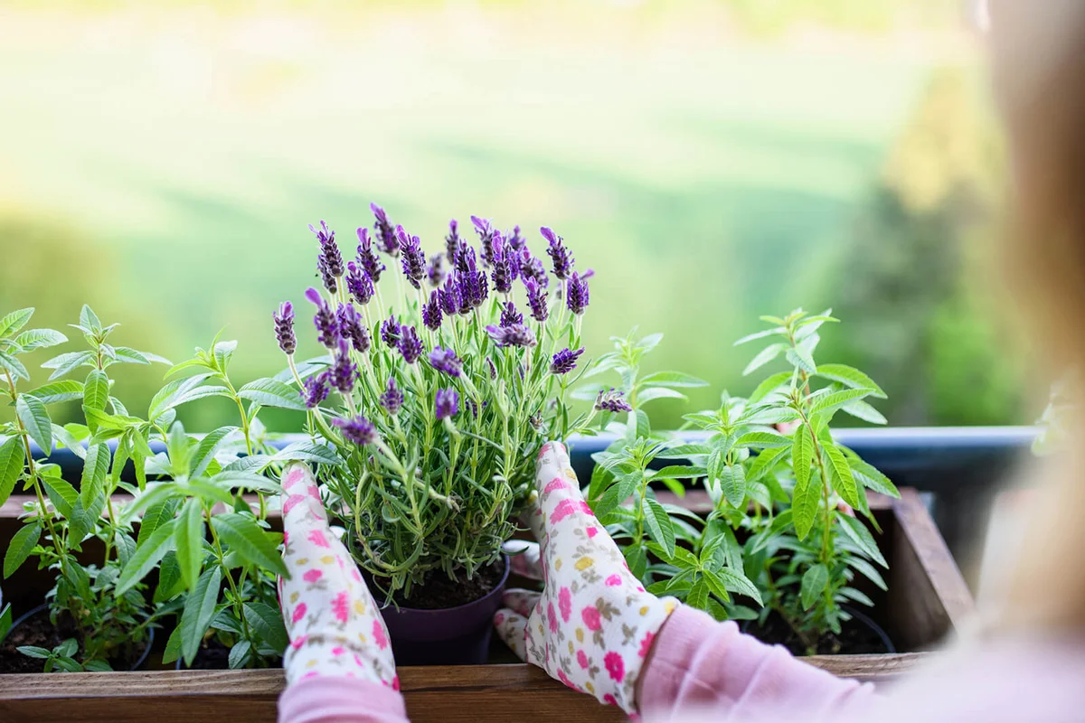 Unrecognizable young woman gardening on balcony
