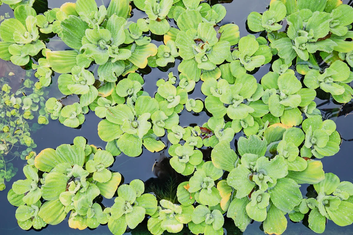 Aquatic plant called water lettuce or water cabbage (Pistia stratiotes)
