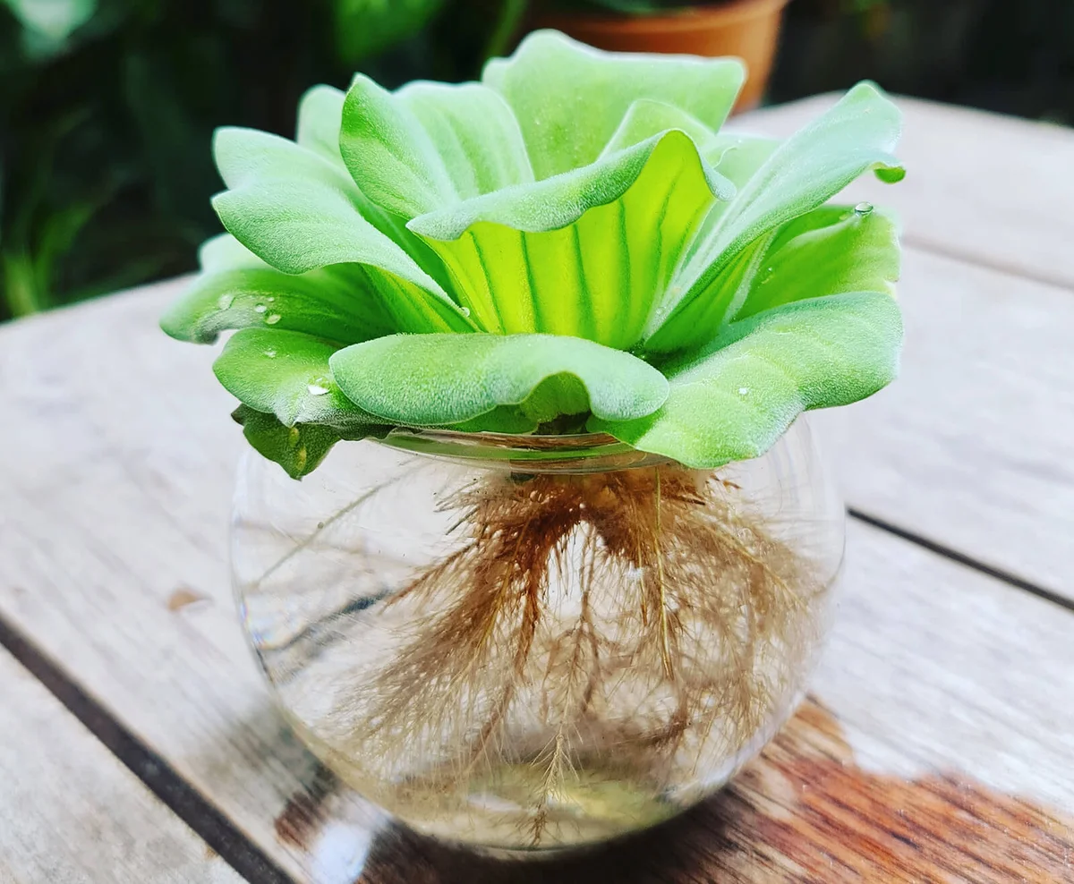 Water Lettuce Plant