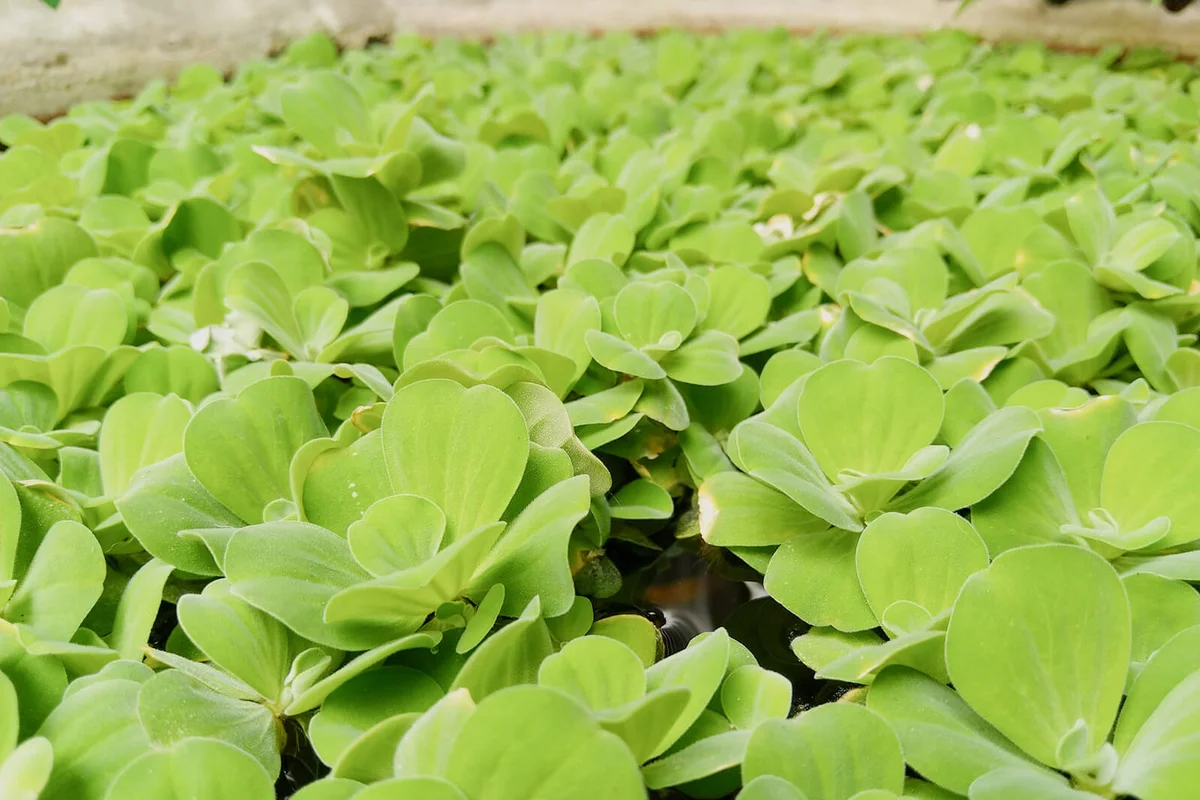 Full Frame Shot Of Fresh Green Leaves