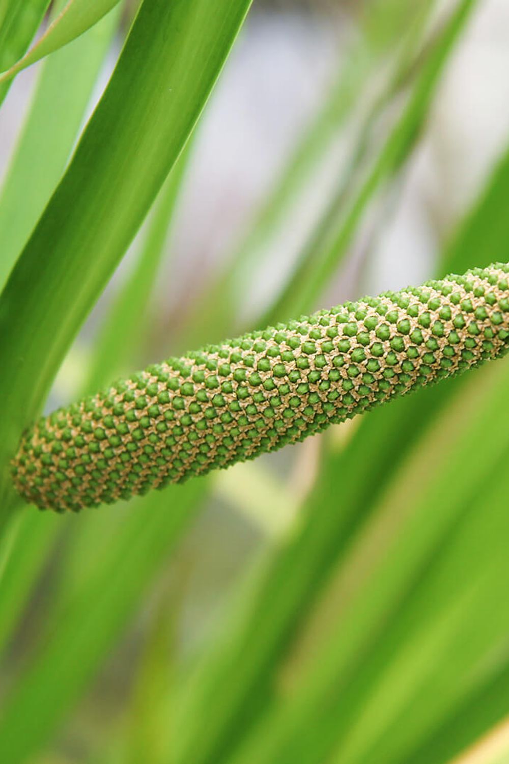 What Is the Acorus Calamus Plant? Growing Guide