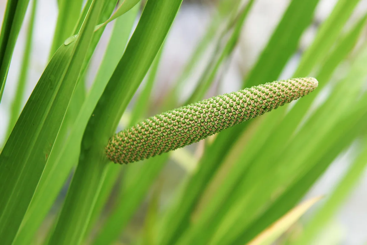 Inflorescence of sweet flag Acorus calamus in early summer | ID 121400908 / Acorus Calamus © Vnikitenko | Dreamstime.com