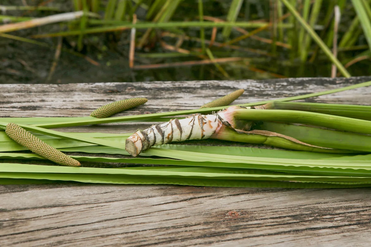 Freshly dug Acorus calamus root | Photo 120717094 / Acorus Calamus © Vaitekune | Dreamstime.com
