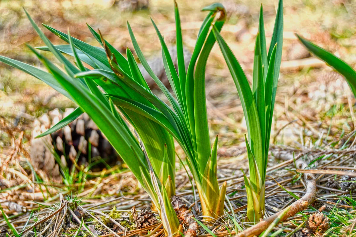 Acorus Calamus Plants