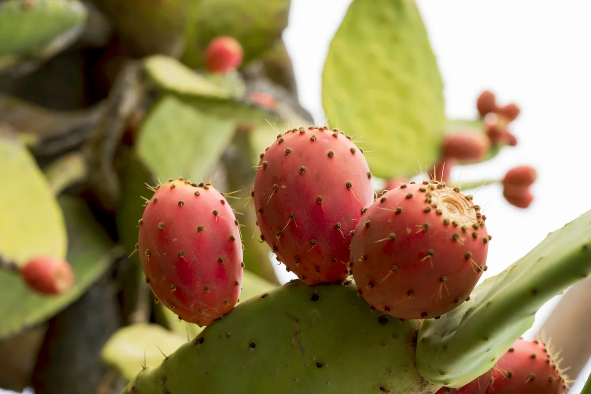 Cactus and prickly pear