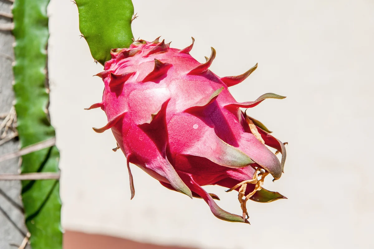 Dragon Fruit