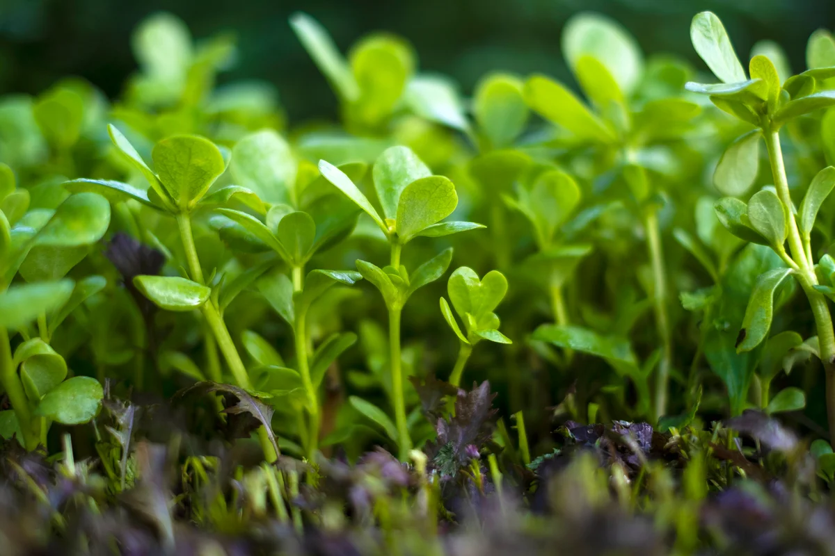 Vibrant green seedling purslane plant