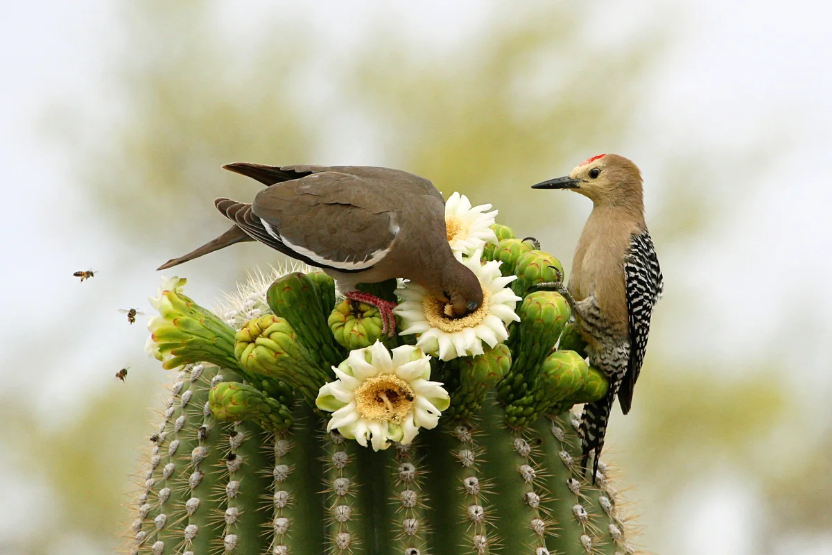 Desert birds and bees eating from cactus flowers