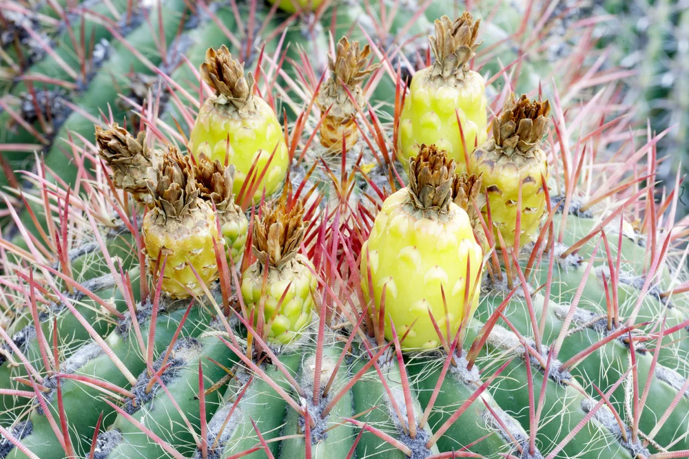10 Edible Succulents (and How to Grow Them Yourself)