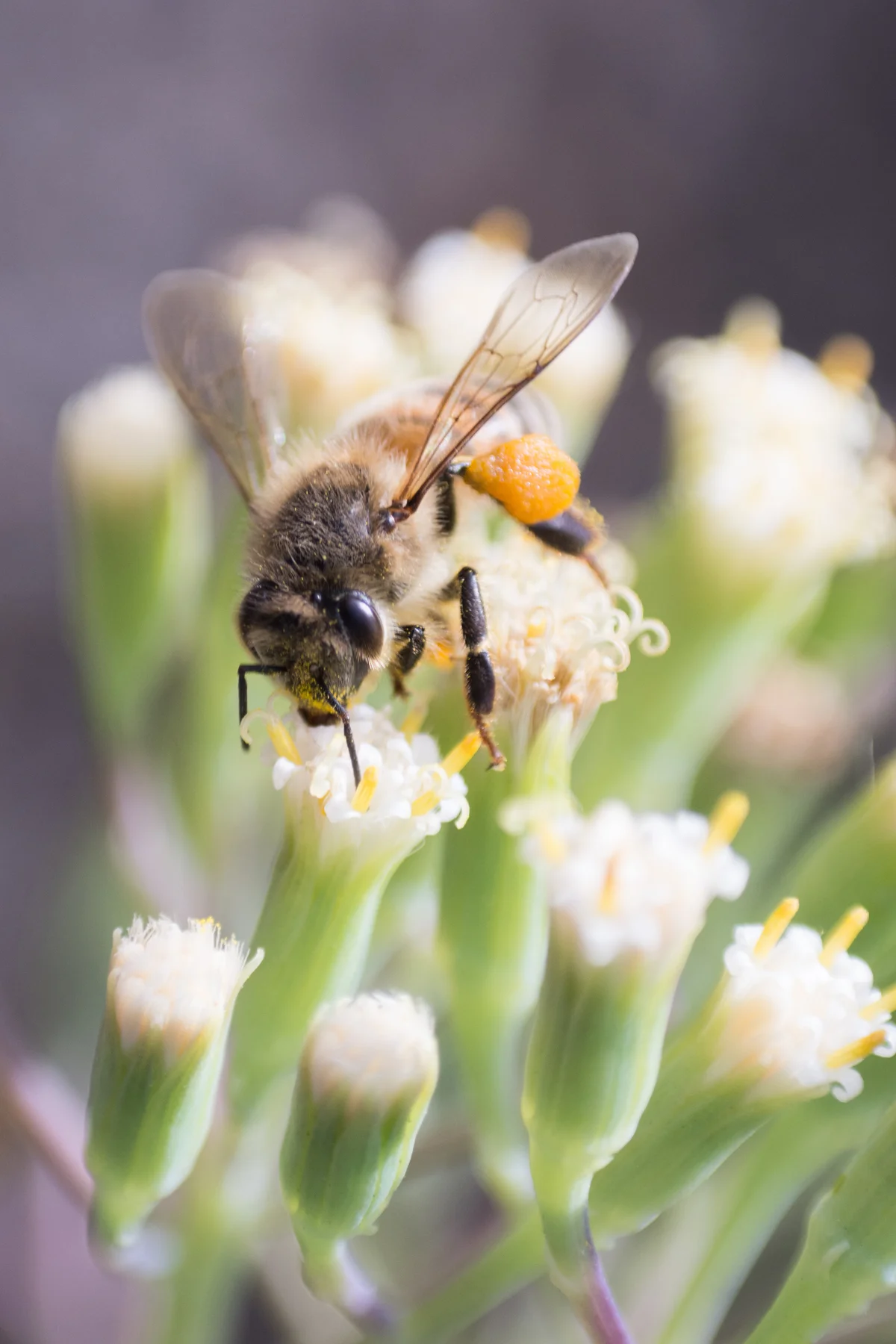 Bee on white flower of a Fingertip succulent