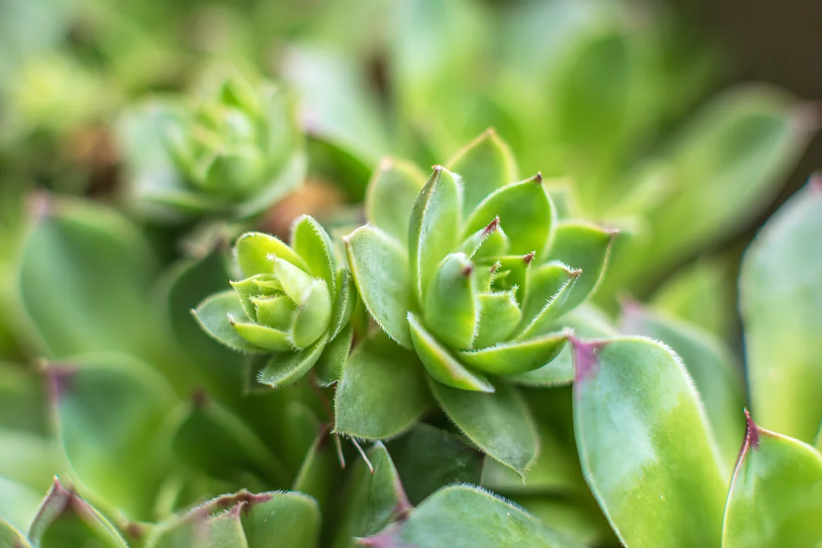 Stone Crop Plant