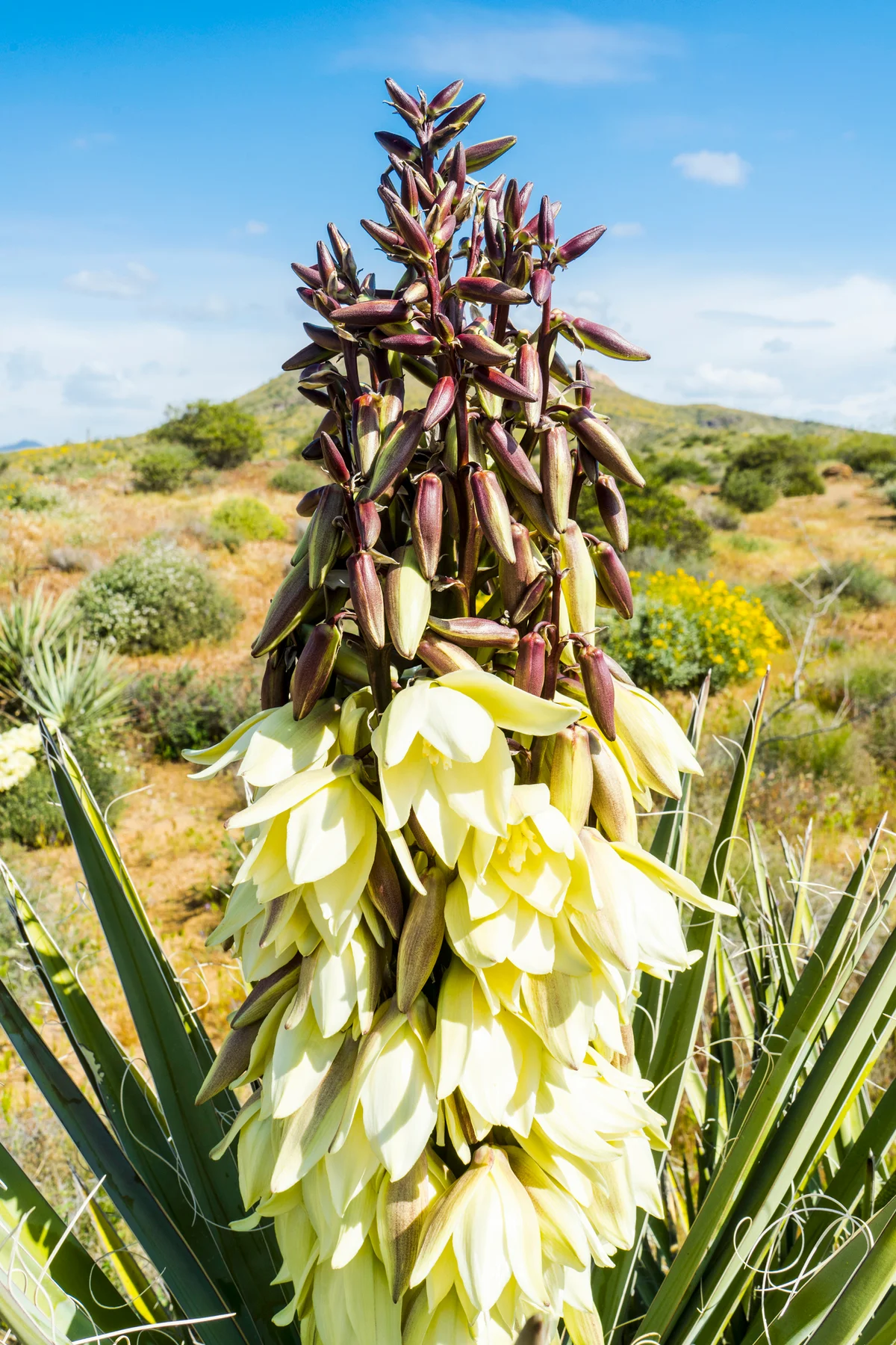 Banana yucca (Yucca baccata) blooming in the Arizona desert