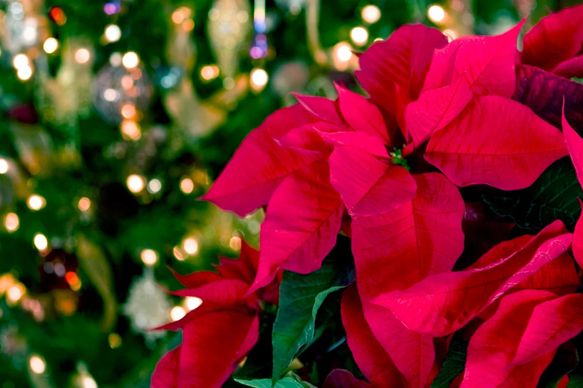 Poinsettia and Christmas Lights Background