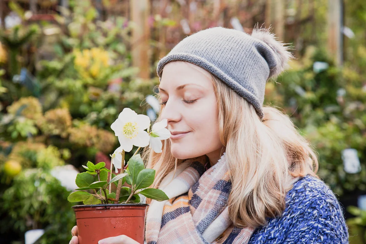 Woman smells the flowers of a Christmas rose, hellebore in a city garden centre
