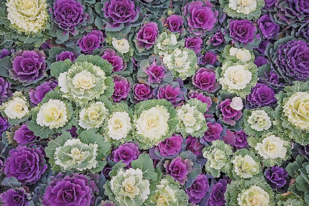 Purple and white ornamental cabbage plants in fall garden,