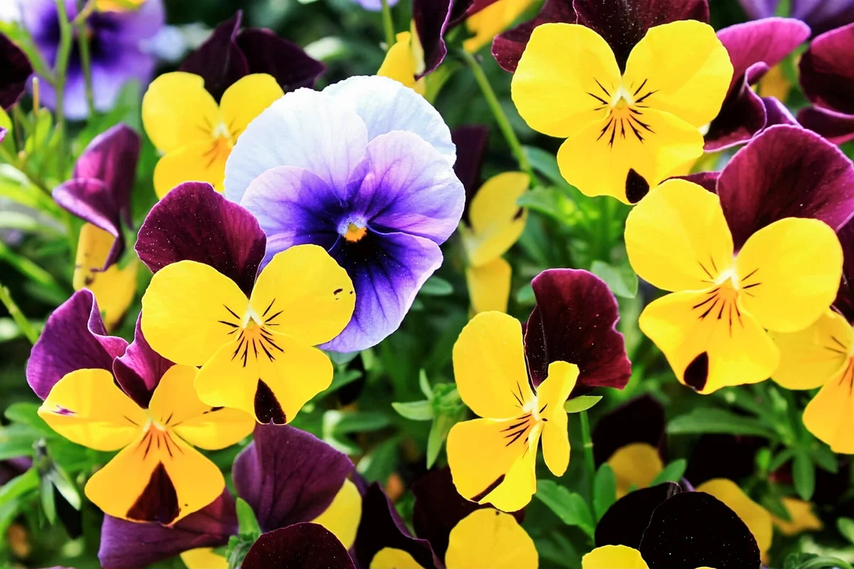 Pansies Blooming Outdoors