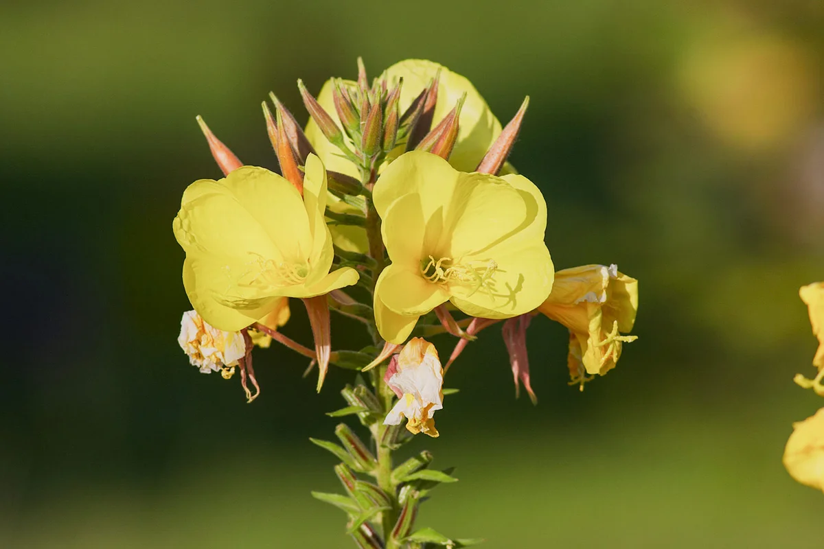 Yellow evening primrose Oenothera erythrosepala aglow
