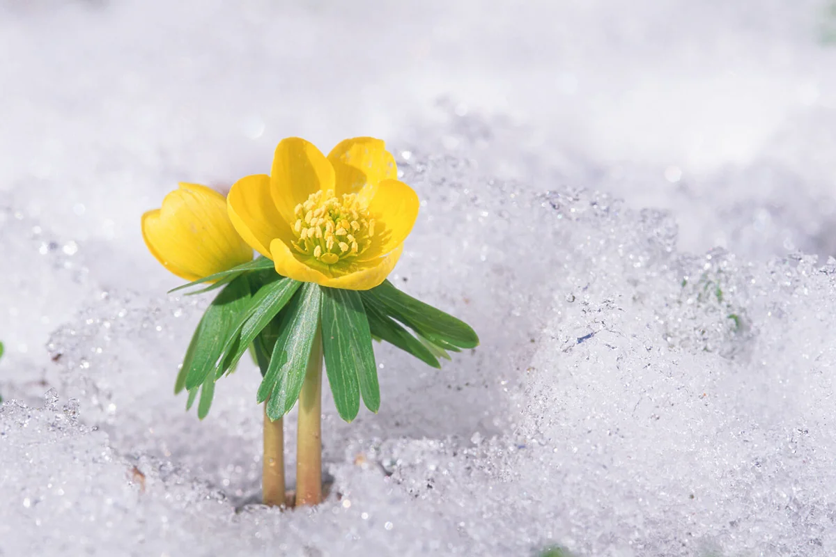 Winter Aconite (Eranthis hyemalis) in snow