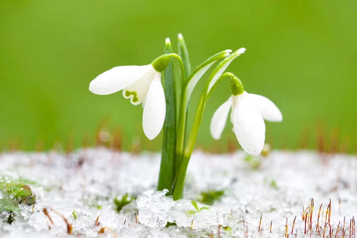 Winter Snowdrops