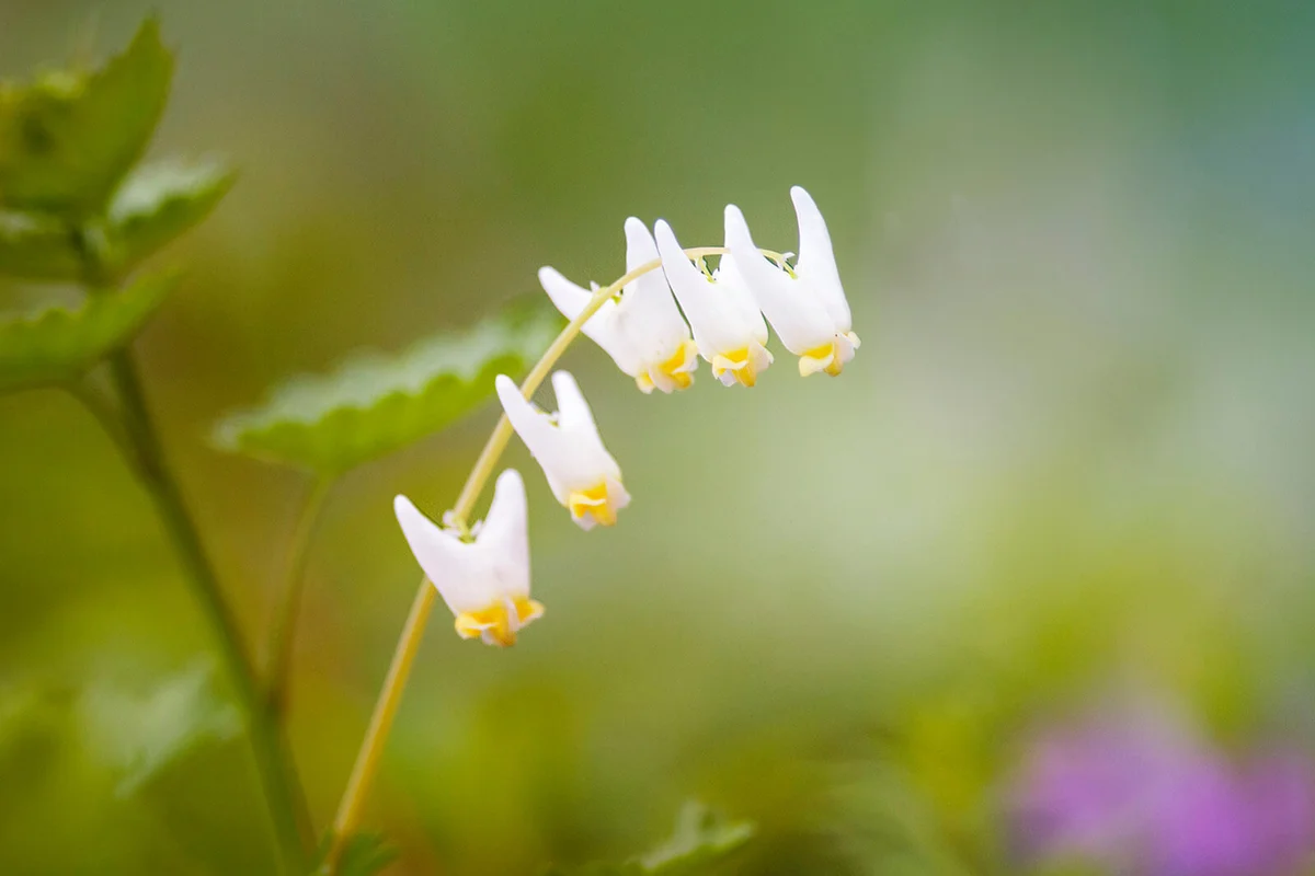 Pretty Dainty Dutchman's Breeches Flower in Forest in Pennsylvania
