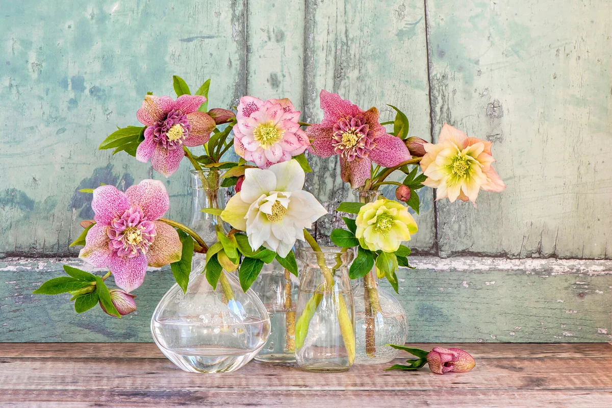 pretty spring Hellebore flowers also known as Lenten roses