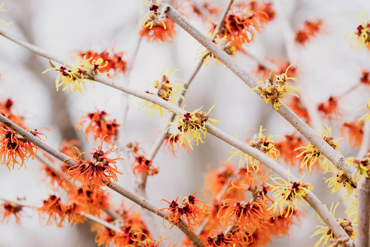 Witch hazel flowers
