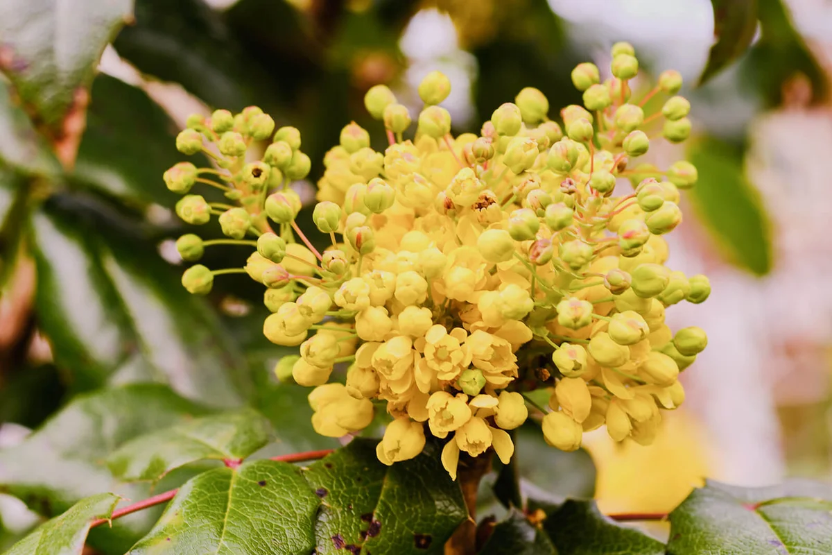 Beautiful blooming yellow mahonia aquifolium in spring close up detail