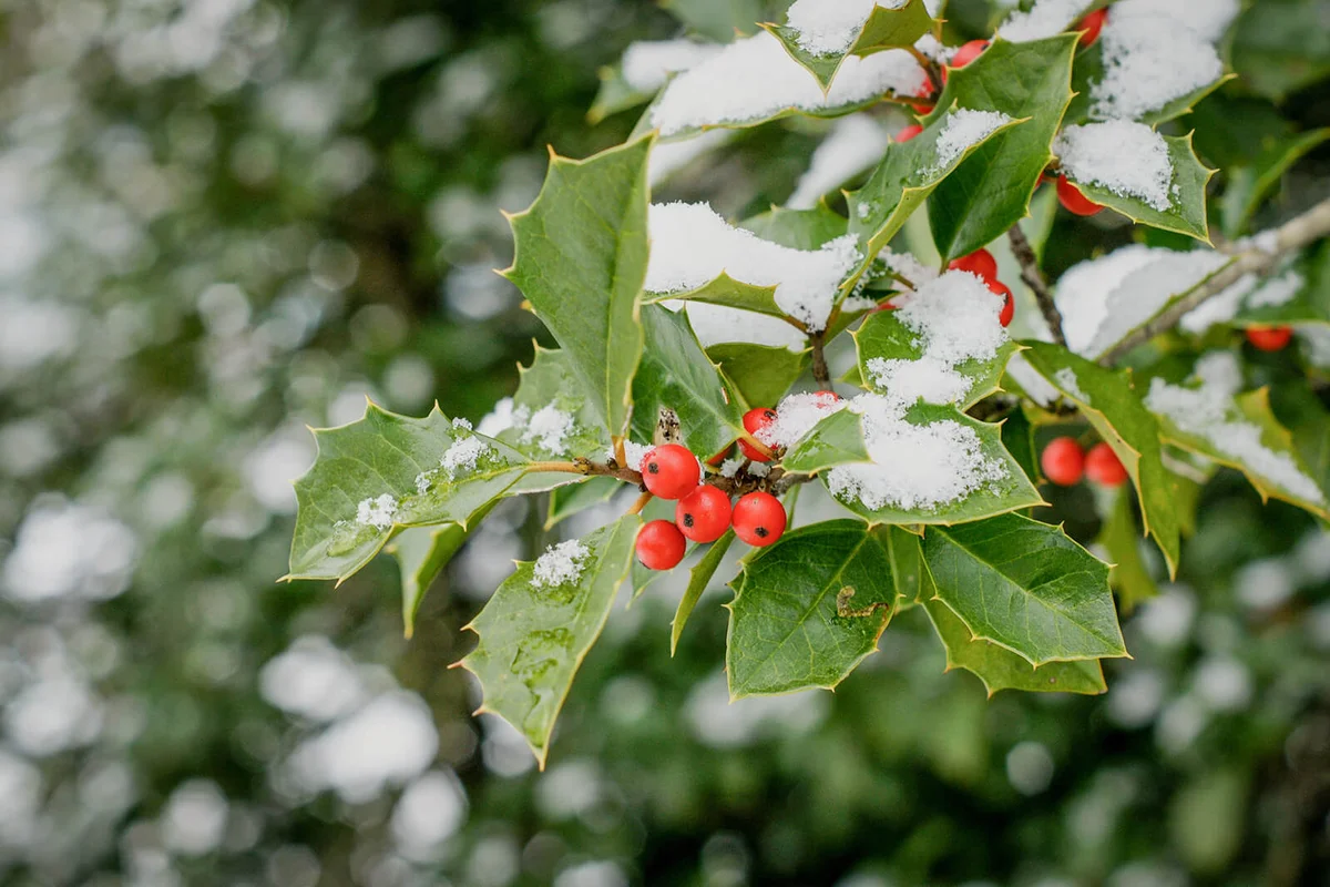 Holly after a Winter Storm