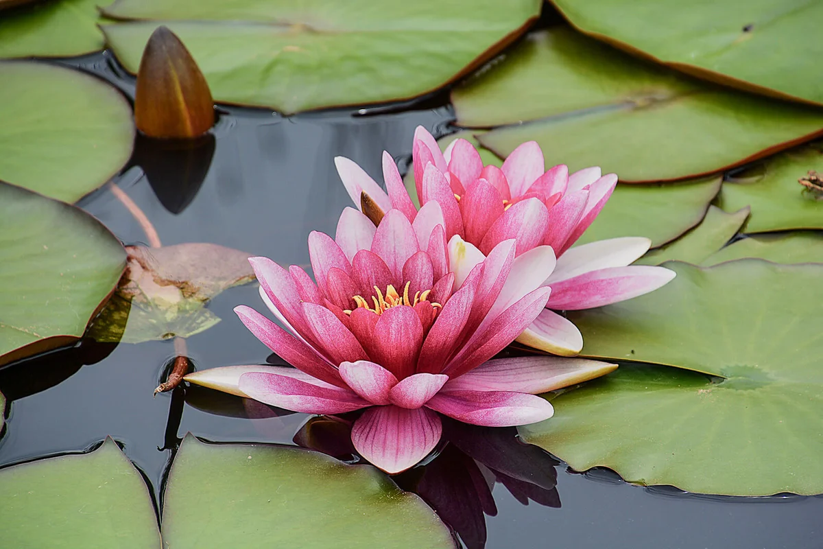 beautiful water lilies in a little pond