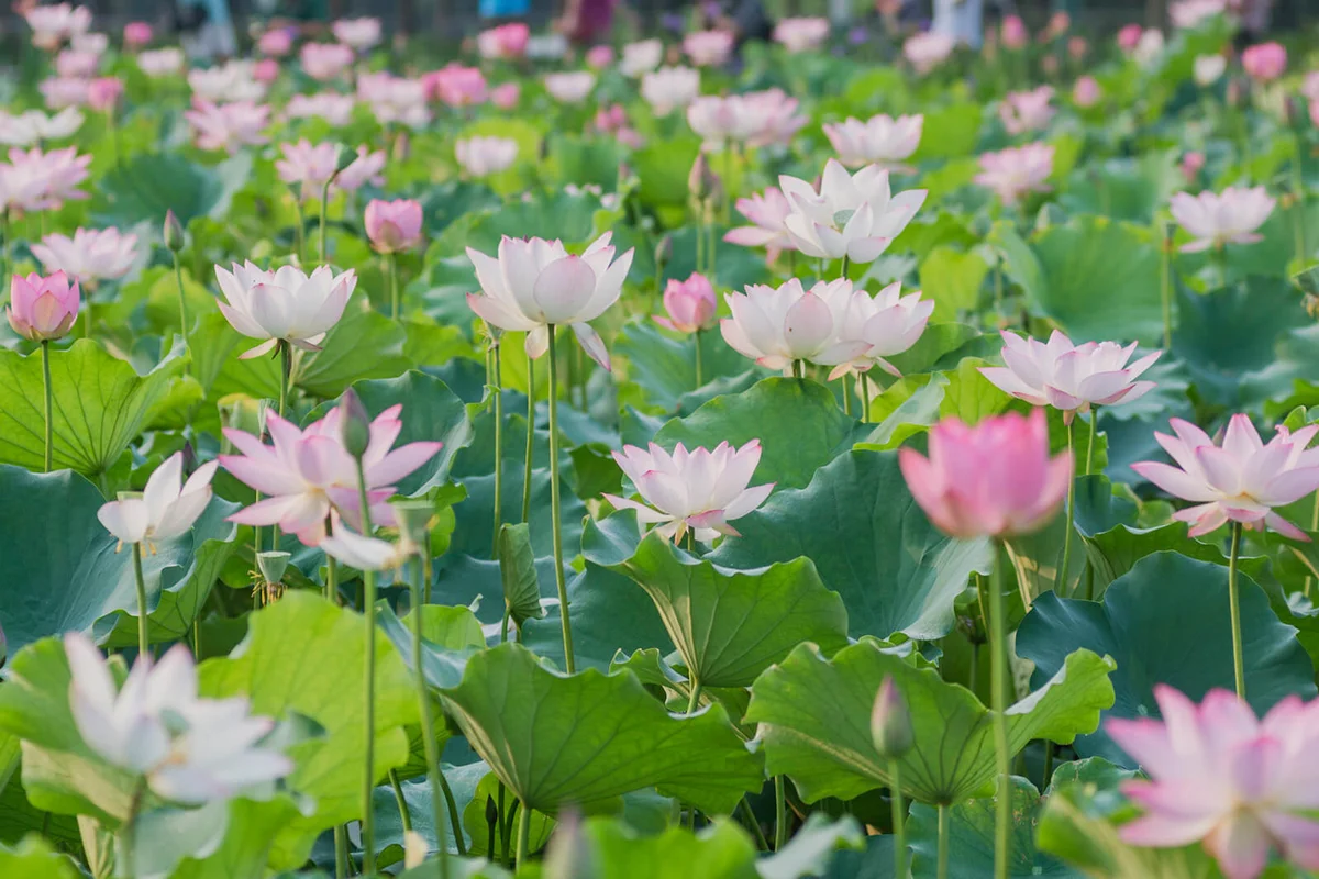 The lotus blossom in summer