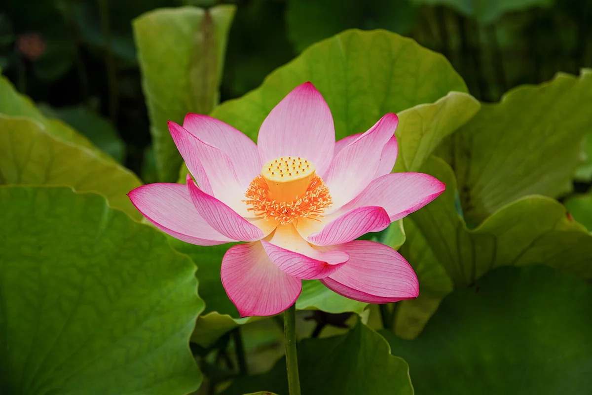 Lotus flowers