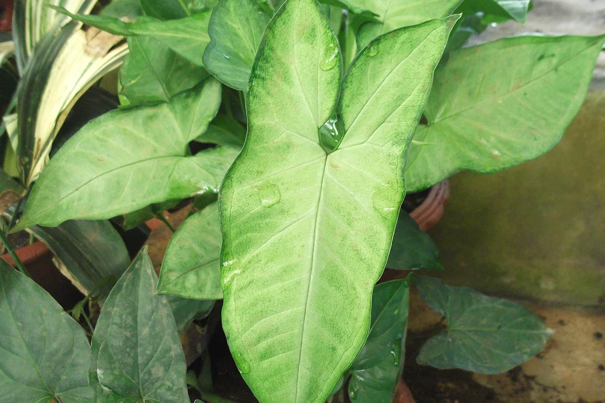 yngonium podophyllum