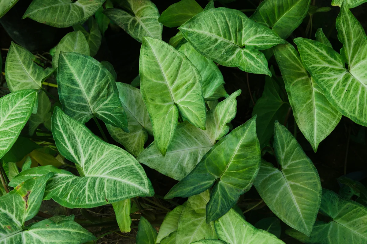 Syngonium podophyllum (arrowhead plant, arrowhead vine, arrowhead philodendron, goosefoot, African evergreen, and American evergreen)