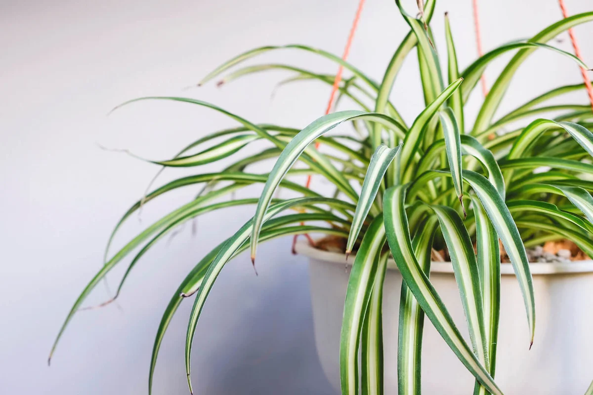 Spider plant in white pot at balcony