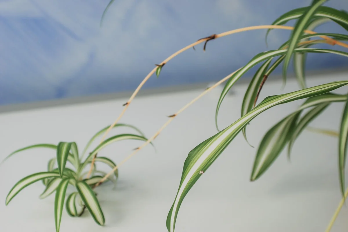 Spider plant with stolon