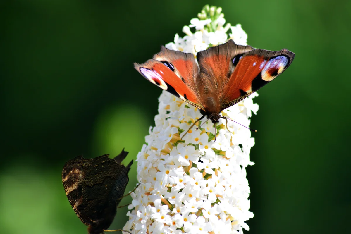 Peacock butterflys on buddleia flower in sunshine