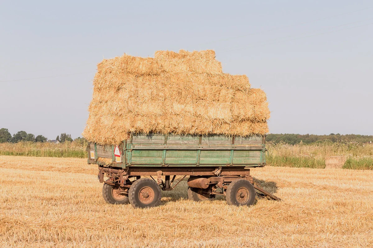 Fresh straw hay bales on a trailer in a field